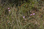 Tenlobe false foxglove